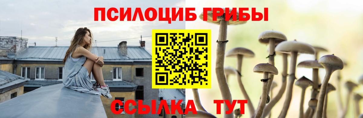 Псилоцибиновые грибы Cubensis Кызыл